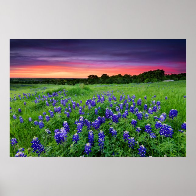 Flowers | Bluebonnets at Sunset Texas Poster (Front)