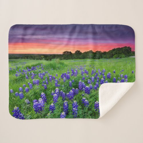 Flowers  Bluebonnets at Sunset Texas Sherpa Blanket