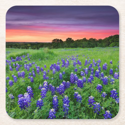 Flowers  Bluebonnets at Sunset Texas Square Paper Coaster