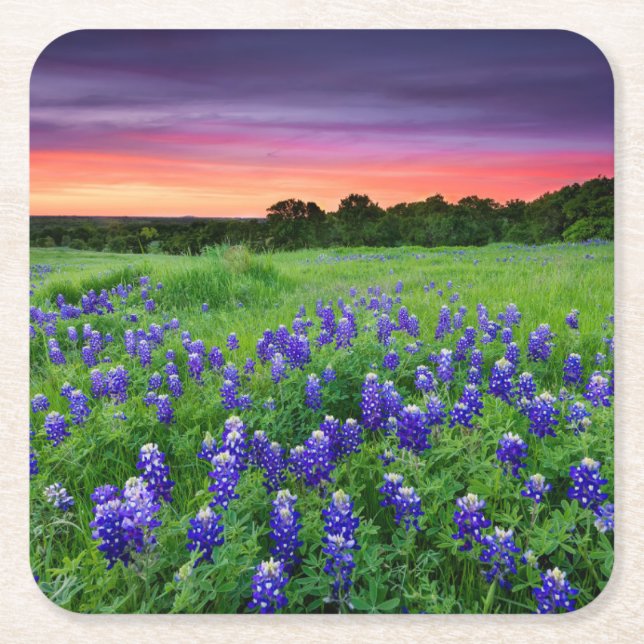 Flowers | Bluebonnets at Sunset Texas Square Paper Coaster (Front)
