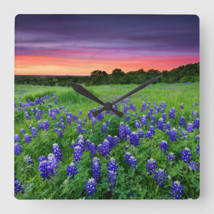 Flowers Bluebonnets at Sunset Texas Square Wall Clock