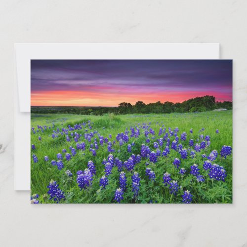 Flowers  Bluebonnets at Sunset Texas Thank You Card