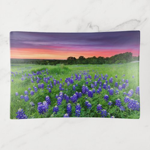 Flowers  Bluebonnets at Sunset Texas Trinket Tray