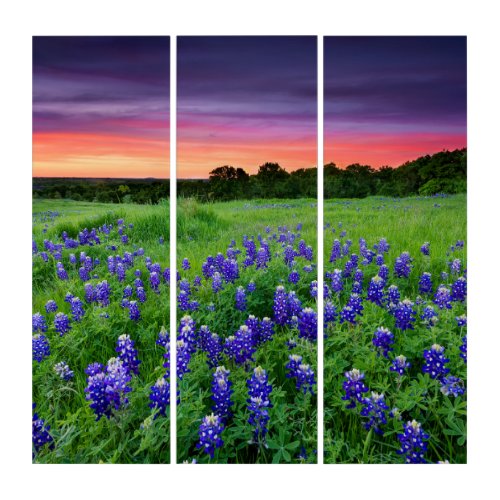 Flowers  Bluebonnets at Sunset Texas Triptych