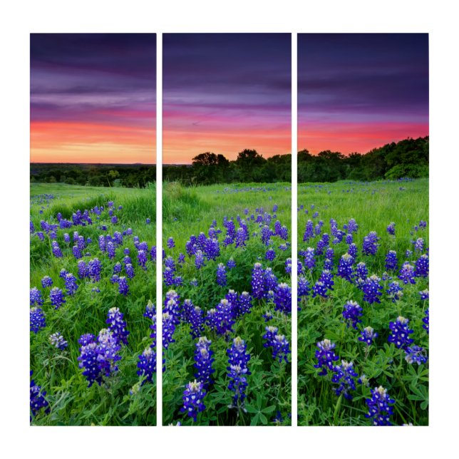 Flowers | Bluebonnets at Sunset Texas Triptych (Front)