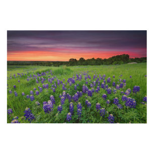 Flowers Bluebonnets at Sunset Texas Wood Wall Art