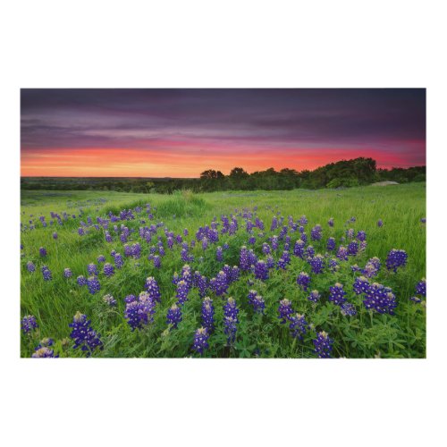 Flowers  Bluebonnets at Sunset Texas Wood Wall Art