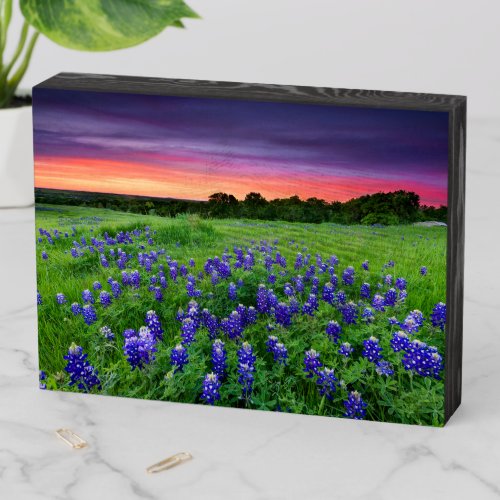 Flowers  Bluebonnets at Sunset Texas Wooden Box Sign