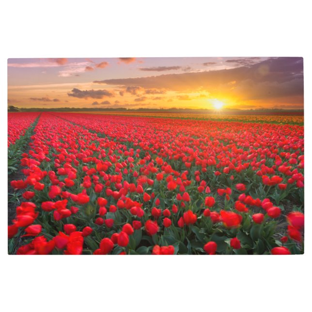 Flowers | Botanical Garden Holland Metal Print (Front)