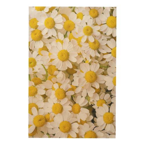 Flowers  Bunch of Chamomiles Wood Wall Art