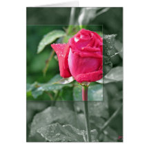 Flowers by the Lake - Red Rose Bud