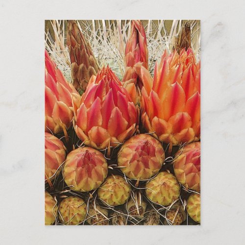 Flowers Cactus 012j Postcard