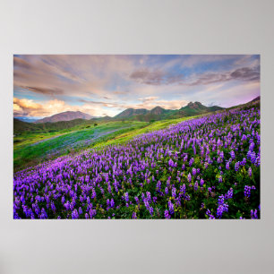 Flowers California Wildflowers Poster