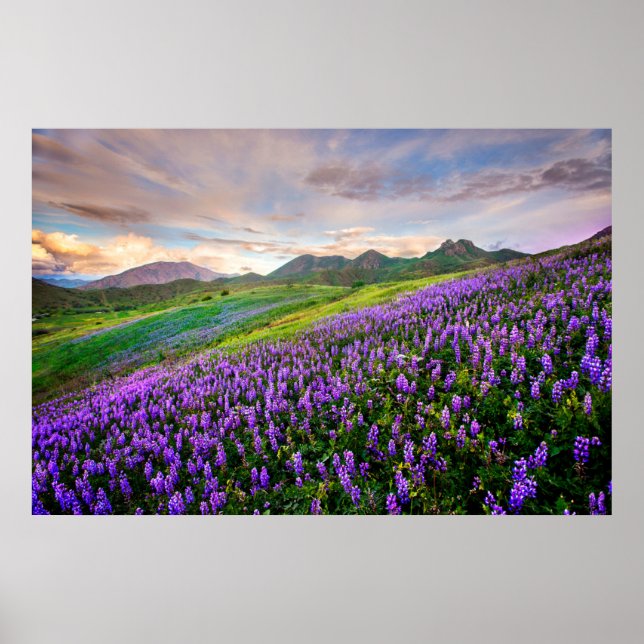 Flowers | California Wildflowers Poster (Front)