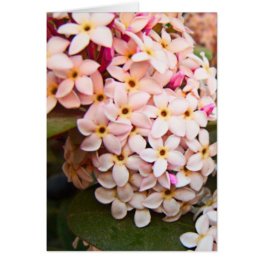 flowers cards (Front)