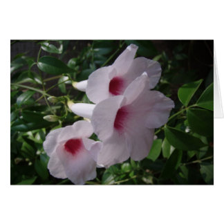 Flowers Cards