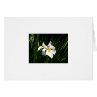 Flowers Cards