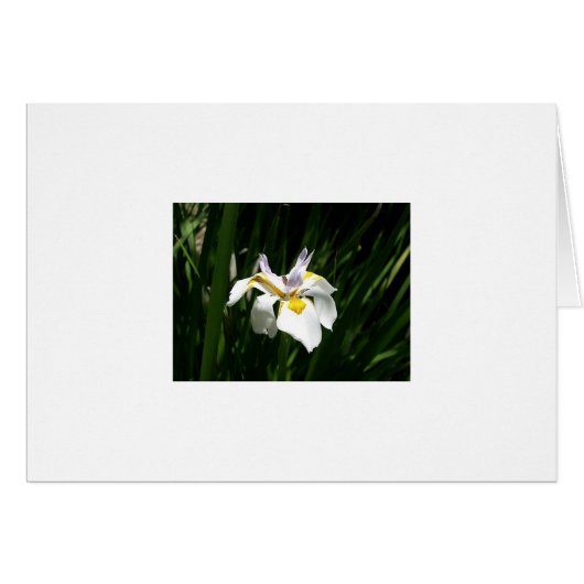 Flowers Cards (Front Horizontal)