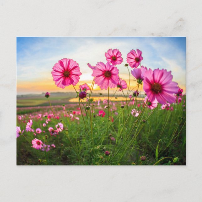 Flowers |Chiang Rai Province, Thailand Postcard (Front)