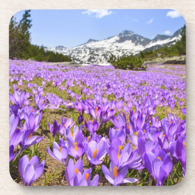 Flowers | Crocus Pirin Mountain Park Bulgaria Beverage Coaster (Front)