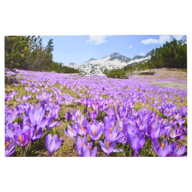 Flowers | Crocus Pirin Mountain Park Bulgaria Metal Print (Front)