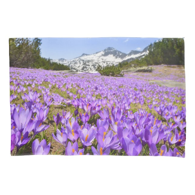 Flowers | Crocus Pirin Mountain Park Bulgaria Pillow Case (Front)