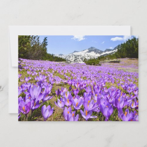 Flowers  Crocus Pirin Mountain Park Bulgaria Thank You Card