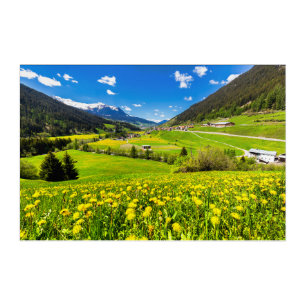 Flowers Dandelion Canton of Grisons, Switzerland Acrylic Print