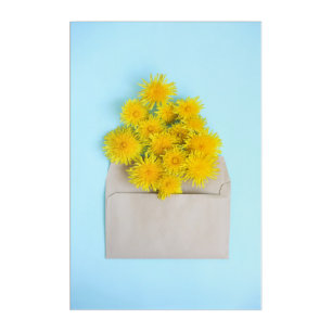 Flowers Dandelions in Envelope Acrylic Print
