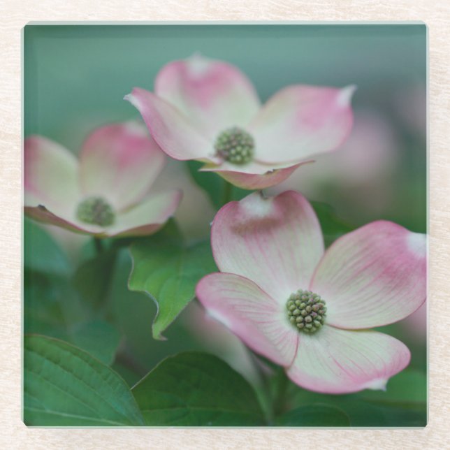 Flowers | Dogwood Blossoms Glass Coaster (Front)