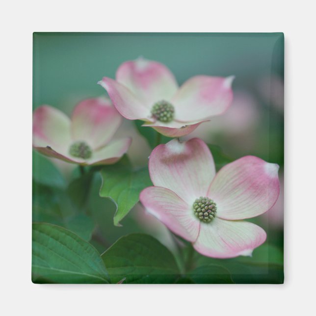 Flowers | Dogwood Blossoms Magnet (Front)