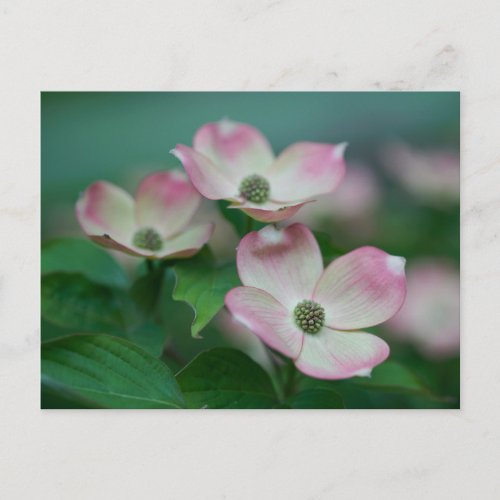 Flowers  Dogwood Blossoms Postcard