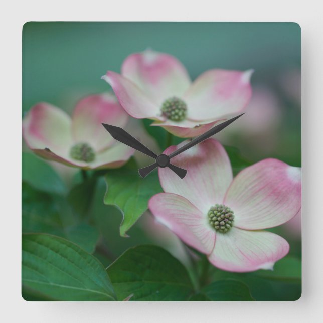 Flowers | Dogwood Blossoms Square Wall Clock (Front)