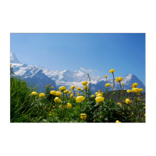 Flowers   Eiger Monch Swiss Alps Acrylic Print
