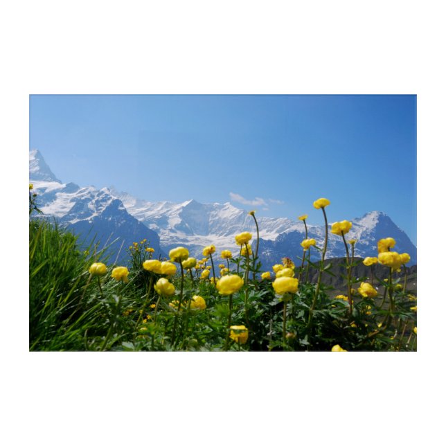 Flowers | Eiger Monch Swiss Alps Acrylic Print (Front)