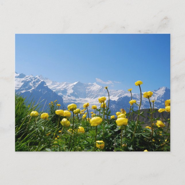 Flowers | Eiger Monch Swiss Alps Postcard (Front)