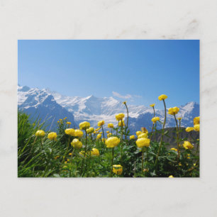Flowers   Eiger Monch Swiss Alps Postcard