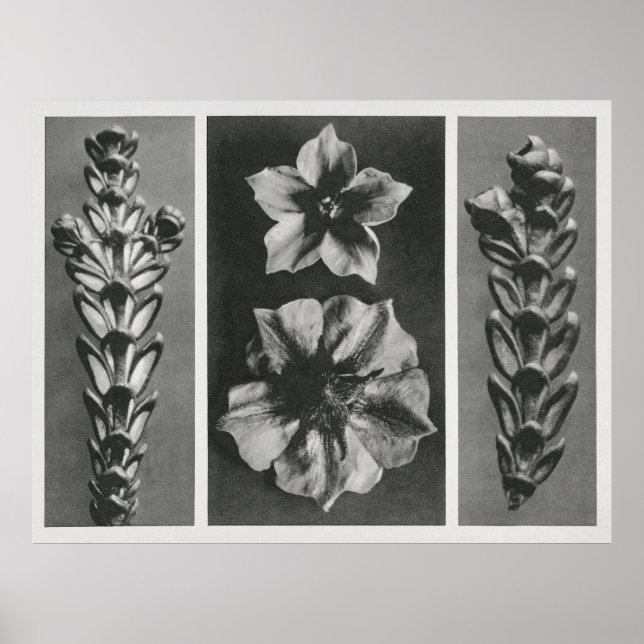 Flowers Enlarged Poster (Front)