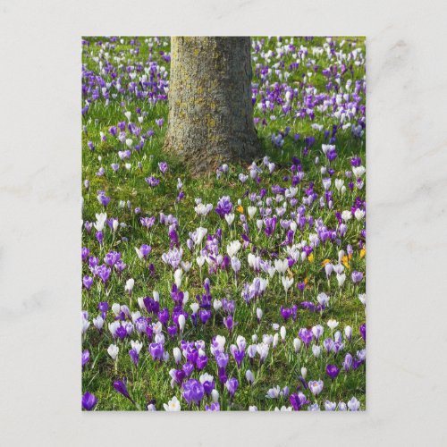 Flowers field crocuses in spring grass with tree postcard