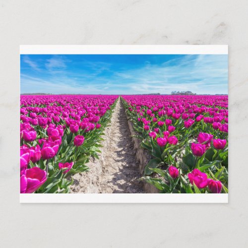 Flowers field with purple tulips and path postcard