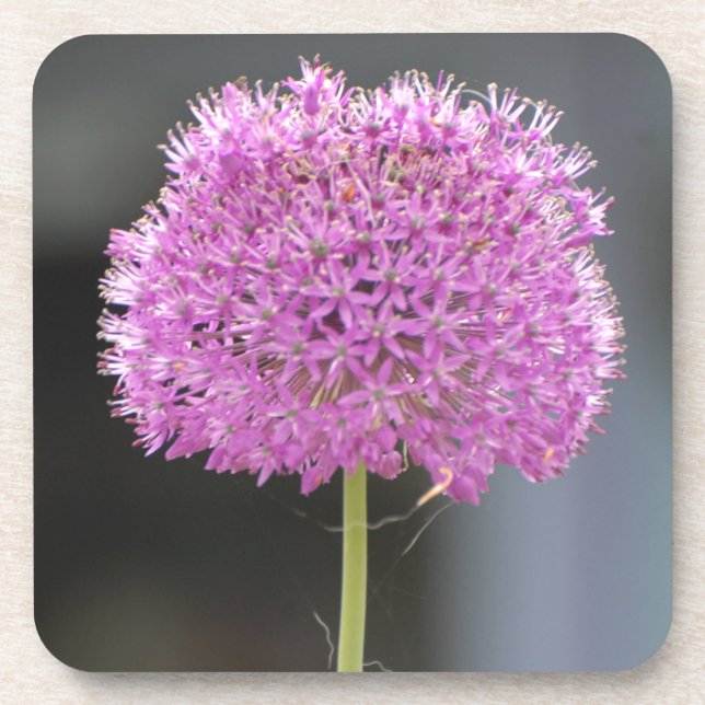 Flowers for All Drink Coaster (Front)