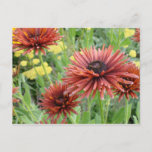 Flowers For All Postcard at Zazzle