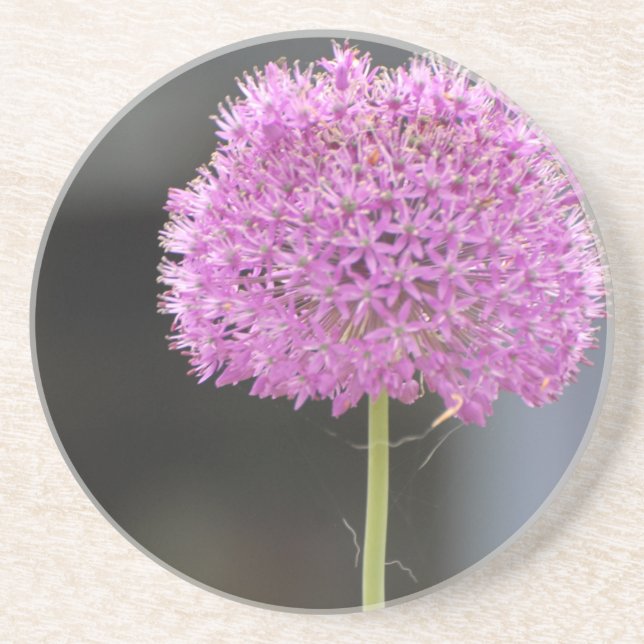 Flowers for All Sandstone Coaster (Front)