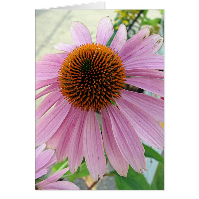Flowers for Sale Cards (Front)