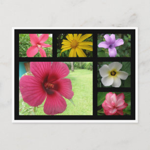 Flowers from Costa Rica Postcard