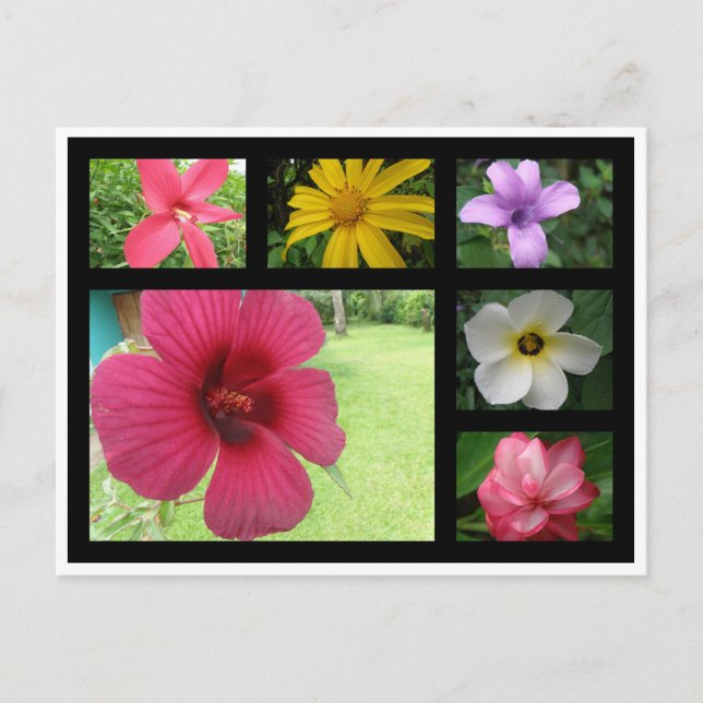 Flowers from Costa Rica Postcard (Front)