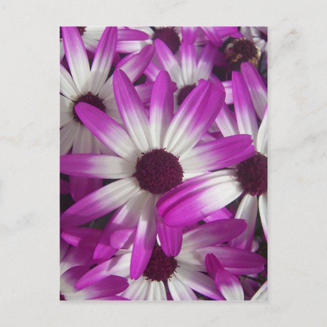 Flowers Galore Postcard (Front)