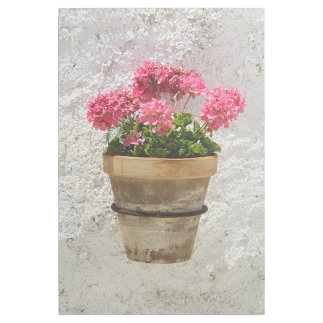 Flowers | Geranium In Flower in Pot Gallery Wrap (Front)