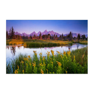 Flowers   Grand Teton National Park, Wyoming Acrylic Print