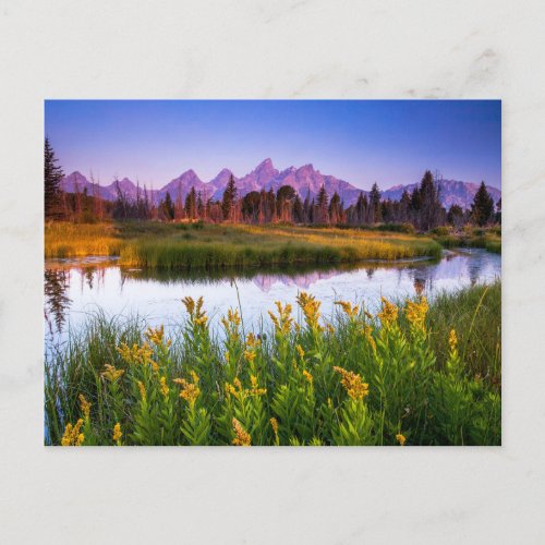 Flowers  Grand Teton National Park Wyoming Postcard